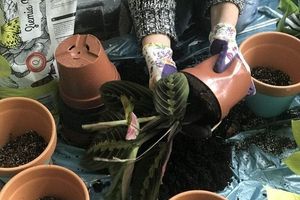 Як пересаджувати кімнатні рослини? фото
