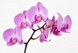 Товары для орхидей